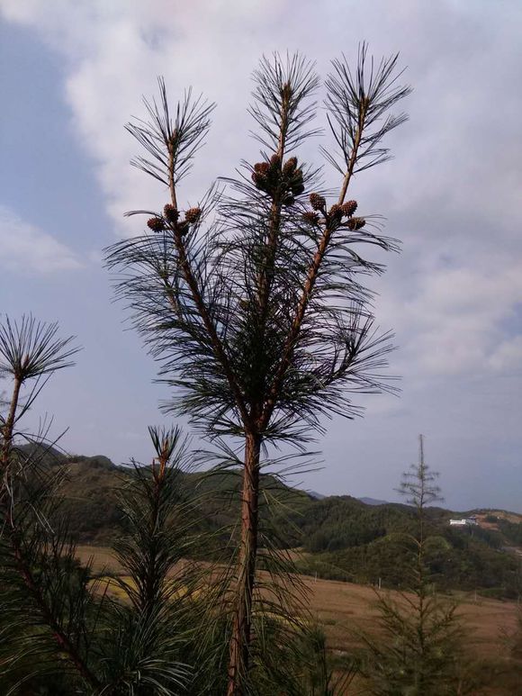 黑龍江省雞東縣四年生紅送苗出售