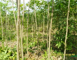 無患子 無患子報(bào)價(jià) 無患子廠家 九江無患子