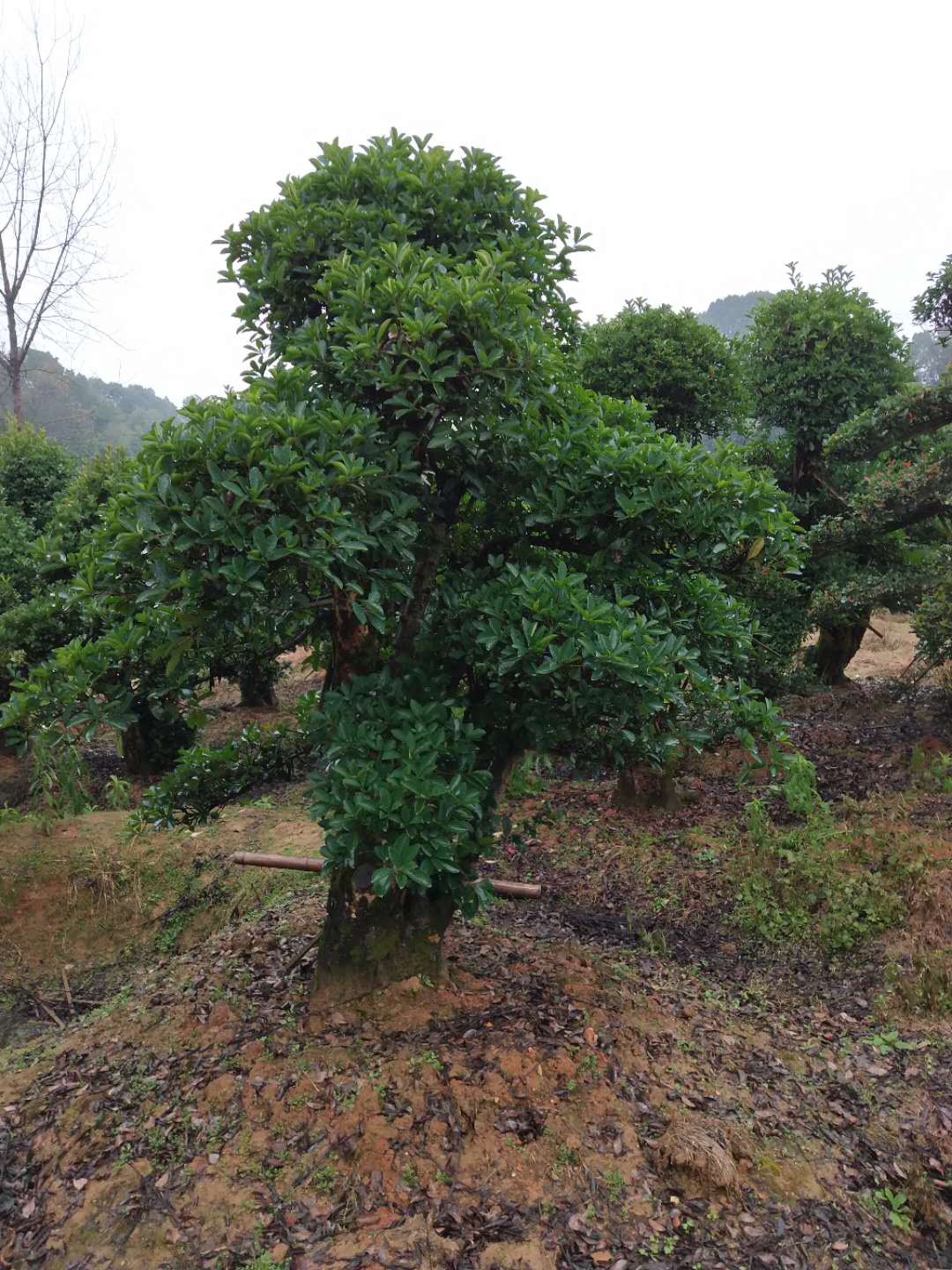 欏木石楠圖片/欏木石楠樣板圖 (2)