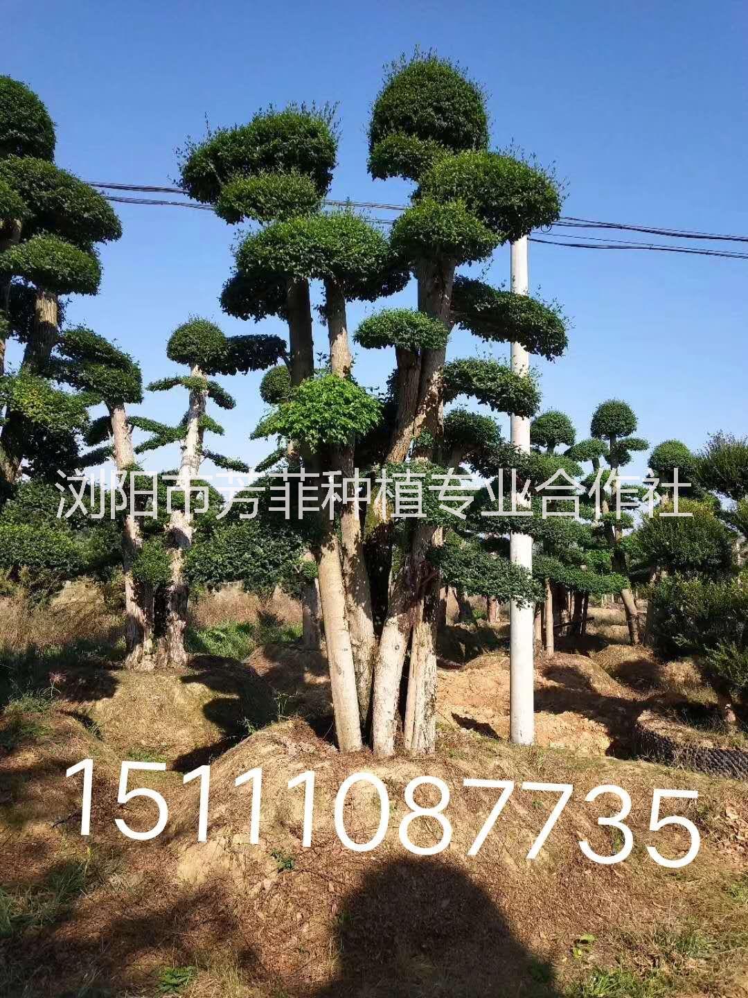 造型赤楠圖片/造型赤楠樣板圖 (4)