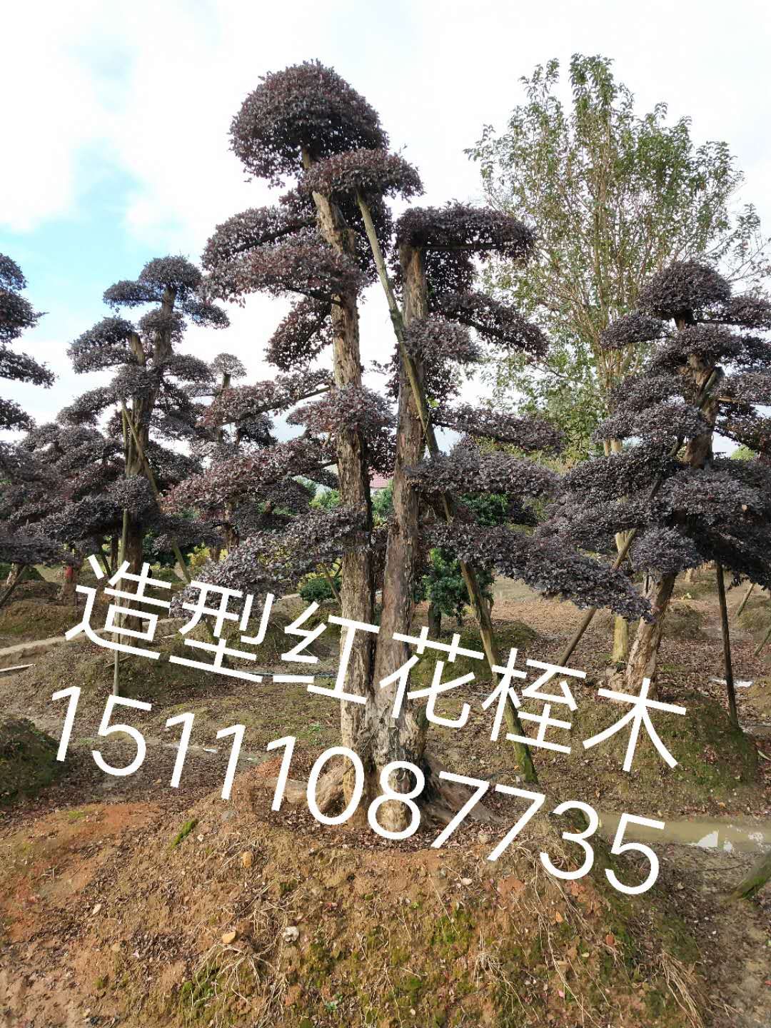 批發(fā)紅花繼木樁 紅花繼木樁景直銷