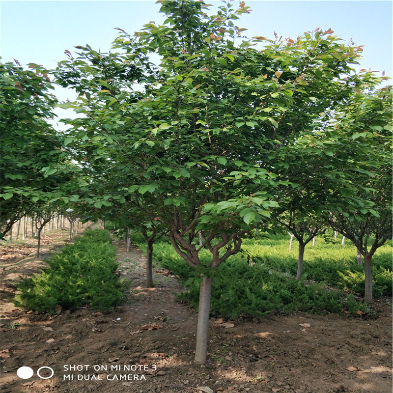 櫻花樹苗圖片/櫻花樹苗樣板圖 (2)