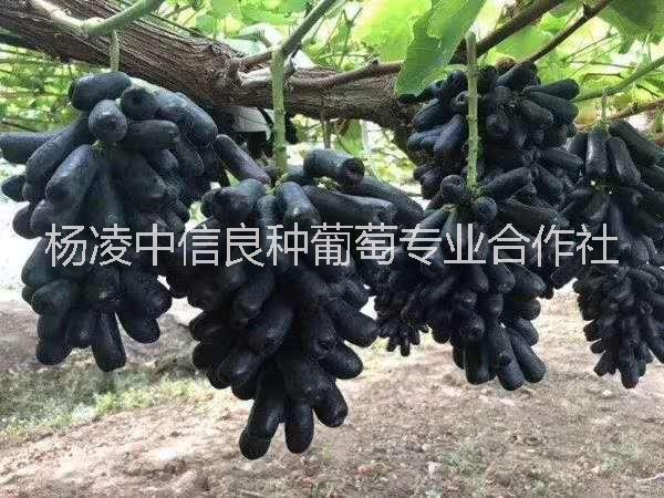 甜蜜藍(lán)寶石圖片/甜蜜藍(lán)寶石樣板圖 (1)