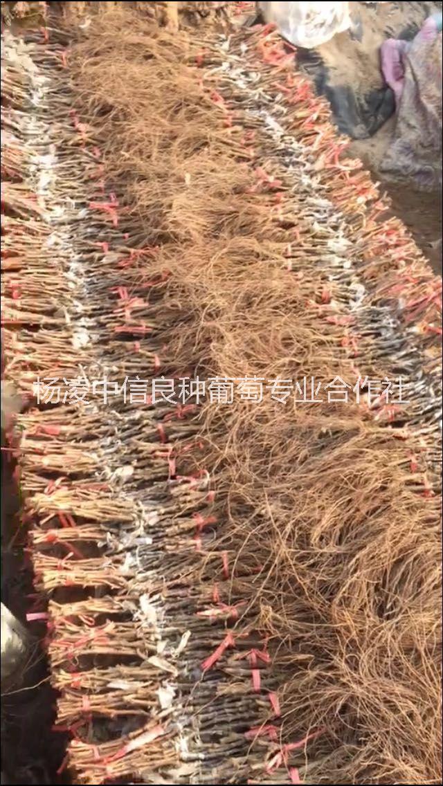 陽(yáng)光玫瑰葡萄苗圖片/陽(yáng)光玫瑰葡萄苗樣板圖 (2)