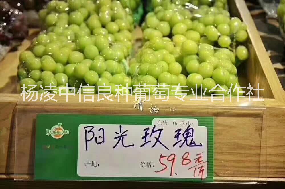 陽光玫瑰 陽光玫瑰葡萄苗