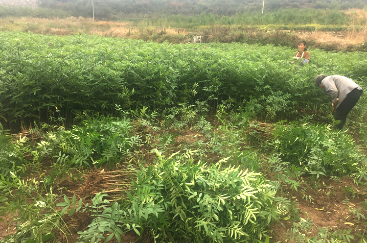 花椒苗圖片/花椒苗樣板圖 (3)