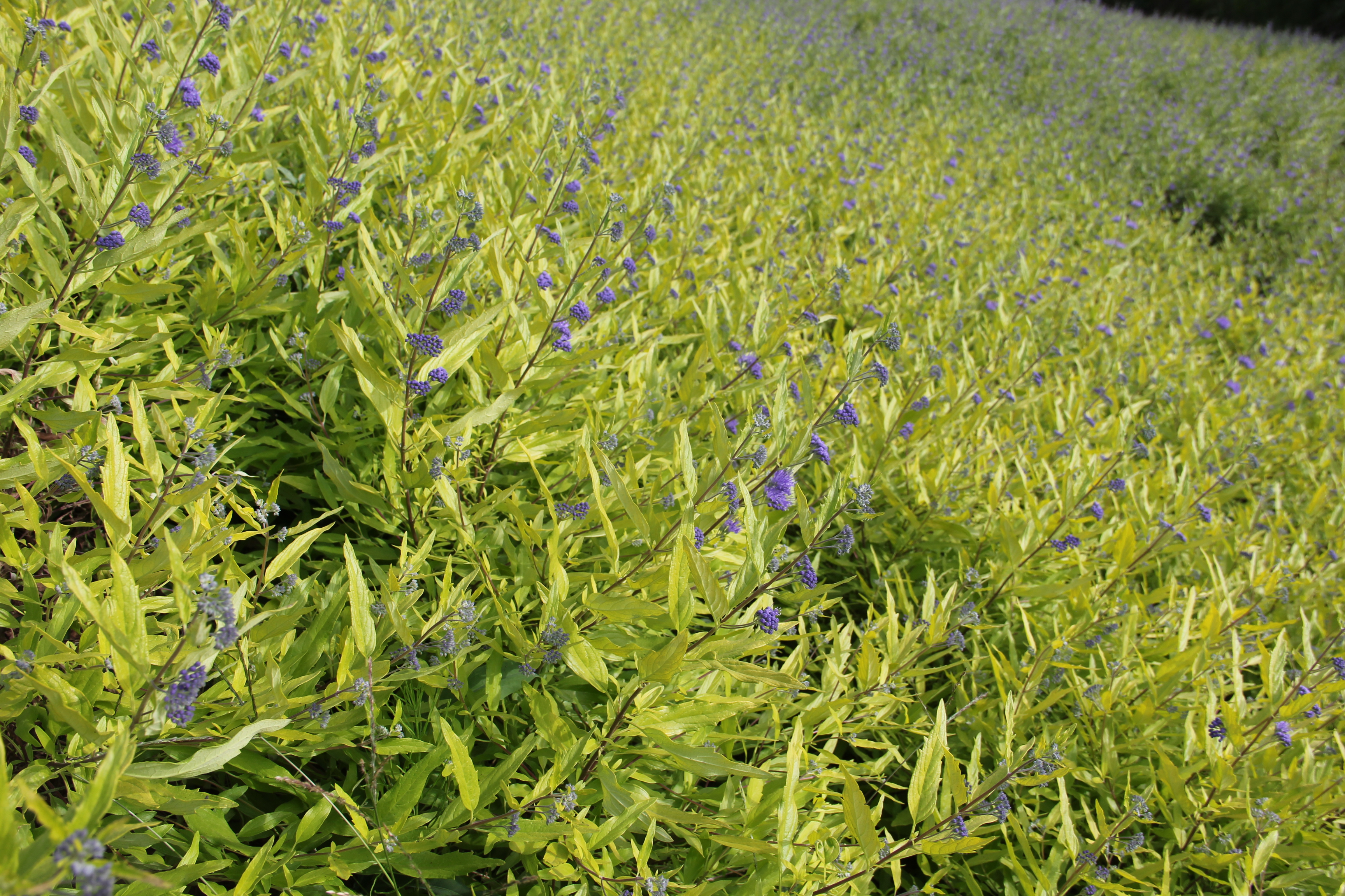 金葉蕕 優(yōu)質(zhì)金葉蕕價(jià)格 金葉蕕種植基地