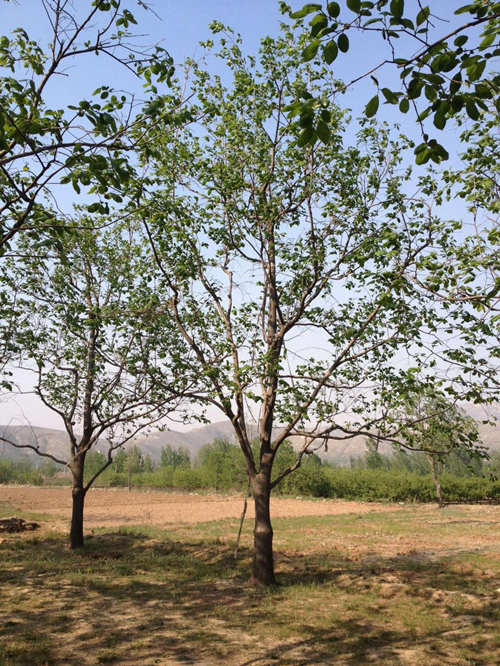 河北保定圖片/河北保定樣板圖 (1)