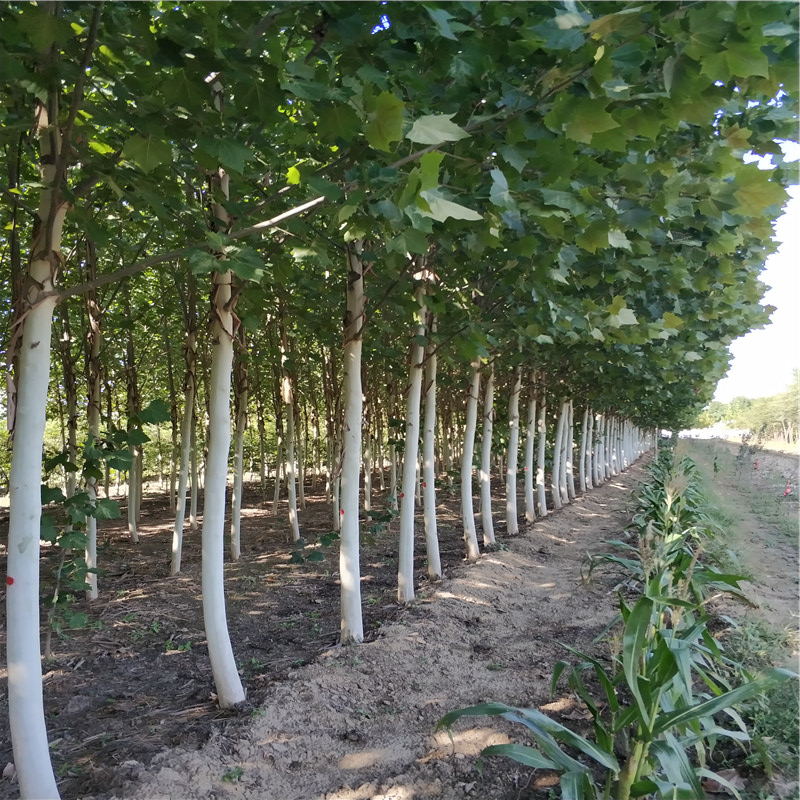 山東8公分法桐基地 法桐苗 法桐批發(fā)  法國梧桐