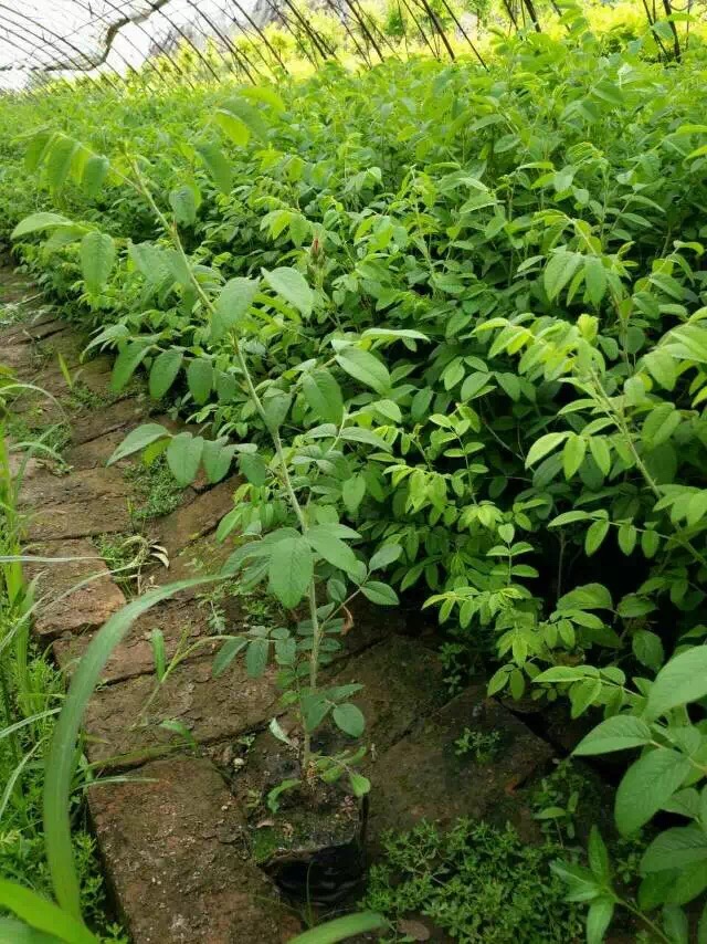 铁岭市红刺玫厂家红刺玫种子价格 红刺玫种植方法 红刺玫供应商