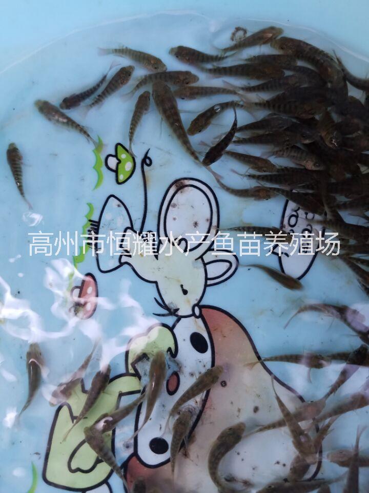 羅非魚苗圖片/羅非魚苗樣板圖 (3)