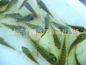 珠海大量供应良种一号罗非鱼苗各种淡水鱼苗