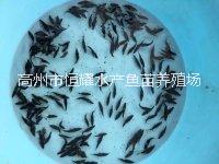 鱖魚魚苗圖片/鱖魚魚苗樣板圖 (3)