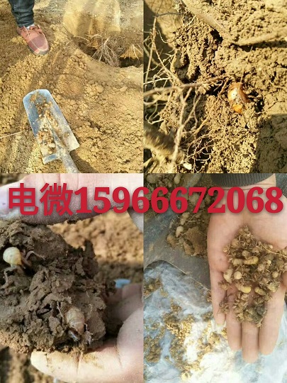 人工孵化爬叉種子,爬拉猴爬叉種苗圖片/人工孵化爬叉種子,爬拉猴爬叉種苗樣板圖 (2)