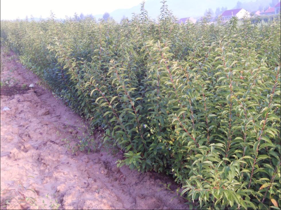 紅花麥李圖片/紅花麥李樣板圖 (4)