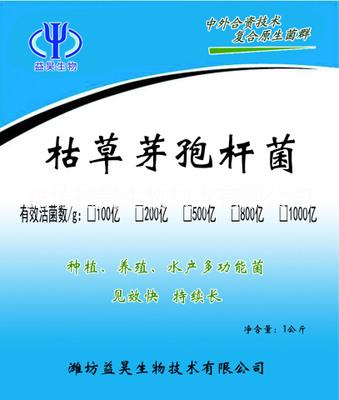 枯草芽孢桿菌圖片/枯草芽孢桿菌樣板圖 (1)