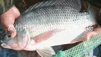 羅非魚苗圖片/羅非魚苗樣板圖 (4)