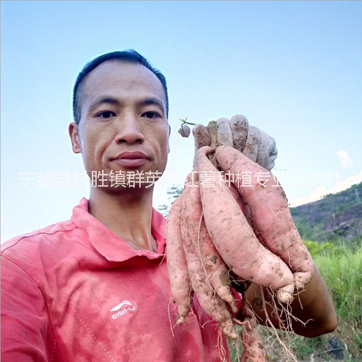 宁都县长胜镇群英惠红薯种植专业合作社