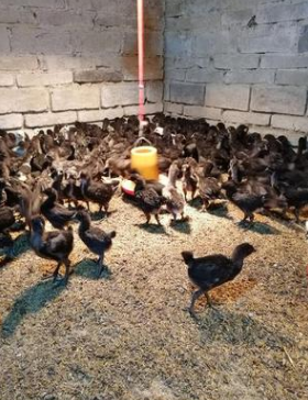 五黑雞苗圖片/五黑雞苗樣板圖 (2)