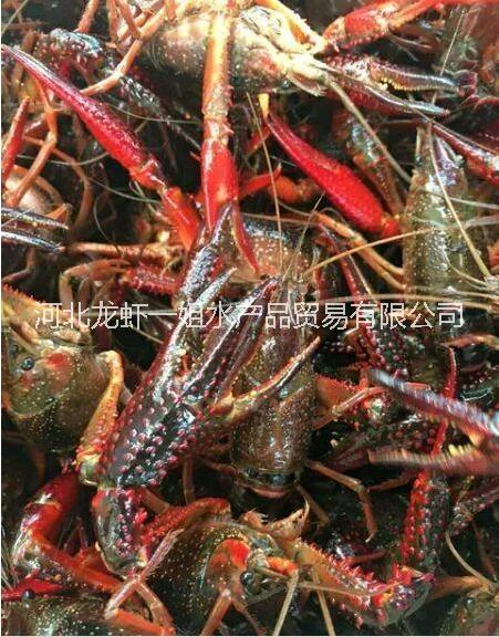 小龍蝦圖片/小龍蝦樣板圖 (2)