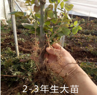玫瑰花大苗供應(yīng)商圖片/玫瑰花大苗供應(yīng)商樣板圖 (4)