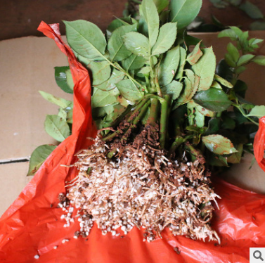 卡羅拉玫瑰圖片/卡羅拉玫瑰樣板圖 (2)