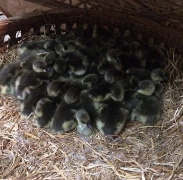 馬崗鵝苗圖片/馬崗鵝苗樣板圖 (3)