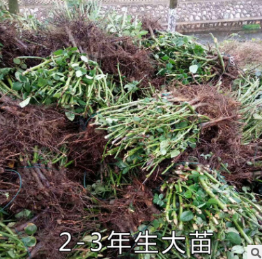 玫瑰種苗圖片/玫瑰種苗樣板圖 (3)