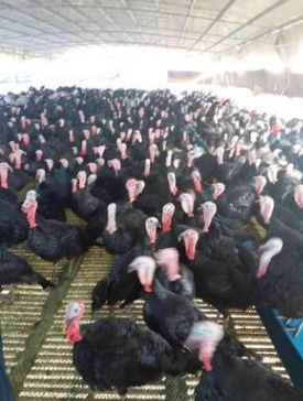 火雞苗活體 火雞苗活體報價  火雞苗活體批發(fā) 火雞苗活體供應(yīng)商 火雞苗活體生產(chǎn)廠家