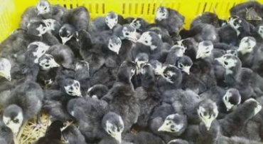 火雞苗圖片/火雞苗樣板圖 (2)