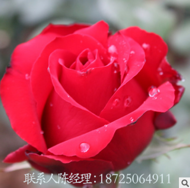 卡羅拉玫瑰圖片/卡羅拉玫瑰樣板圖 (3)