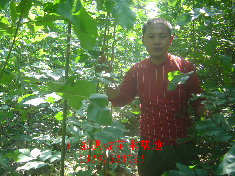 白蠟種植基地圖片