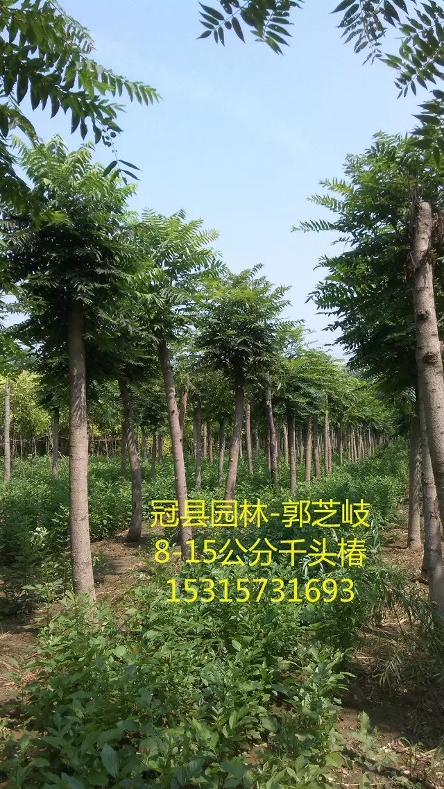 臭椿圖片/臭椿樣板圖 (3)