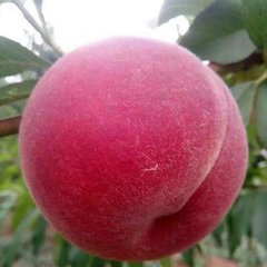 桃樹苗圖片/桃樹苗樣板圖 (3)