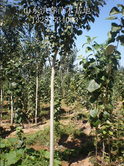 雄性毛白楊圖片