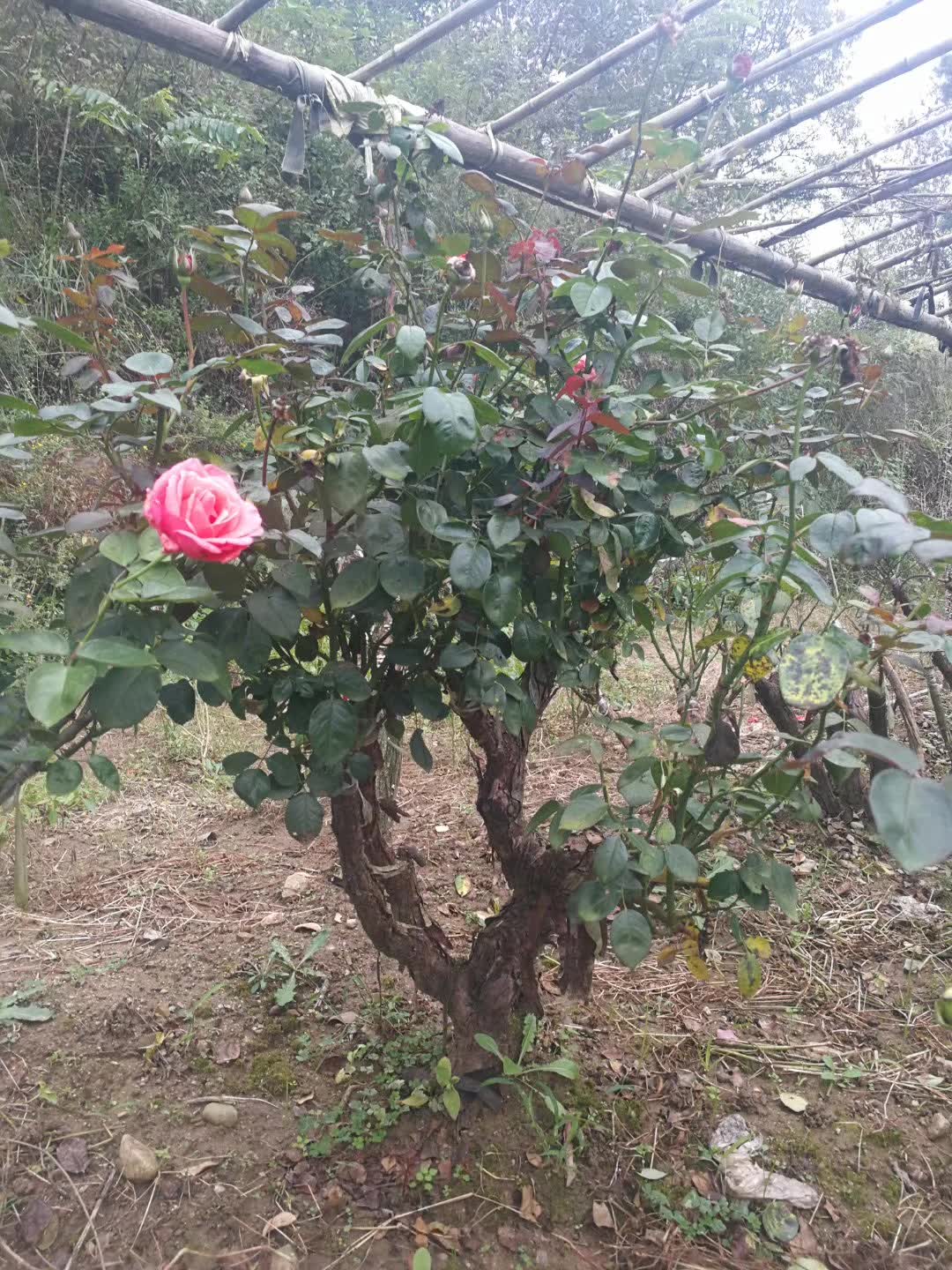 古樁月季苗木圖片/古樁月季苗木樣板圖 (4)