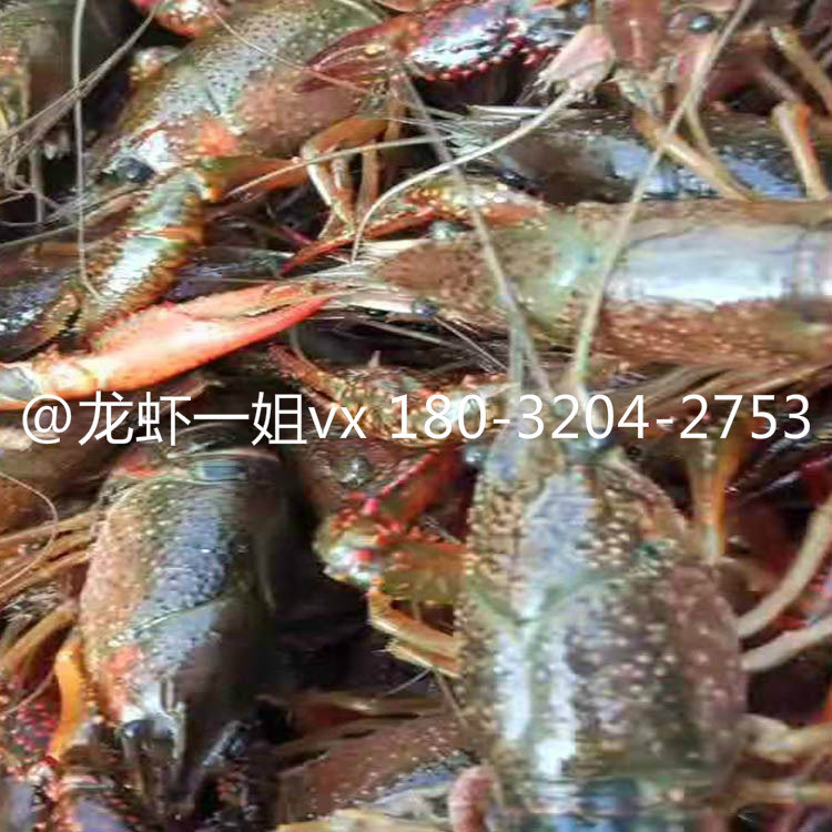 泰州正宗小龍蝦龍蝦一姐鮮活產(chǎn)品廠圖片