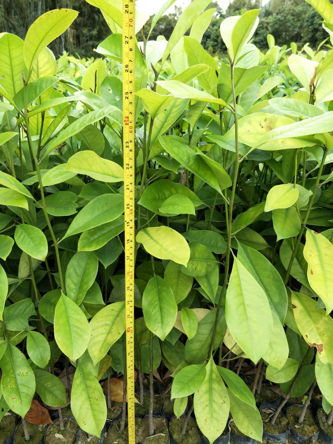 火力楠樹 火力楠樹價格 火力楠種植基地