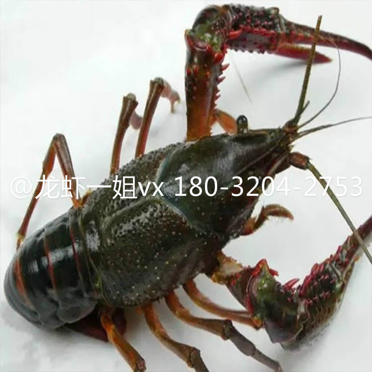 龍蝦龍蝦一姐超市總代直銷圖片