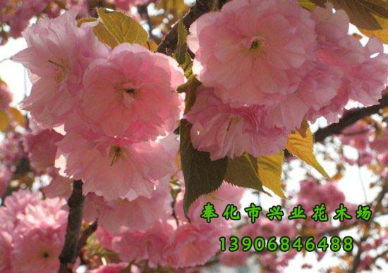 寧波市櫻花種植基地-進(jìn)口櫻花-日本早櫻-日本國(guó)花-奉化市溪口興業(yè)花木場(chǎng) -*7套櫻花栽培技術(shù)拍攝點(diǎn) 日本白櫻 日本晚櫻