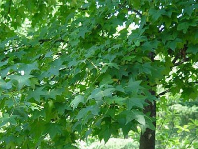 五角楓圖片/五角楓樣板圖 (4)