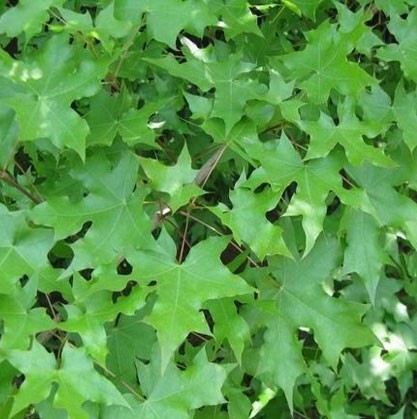 五角楓圖片/五角楓樣板圖 (2)