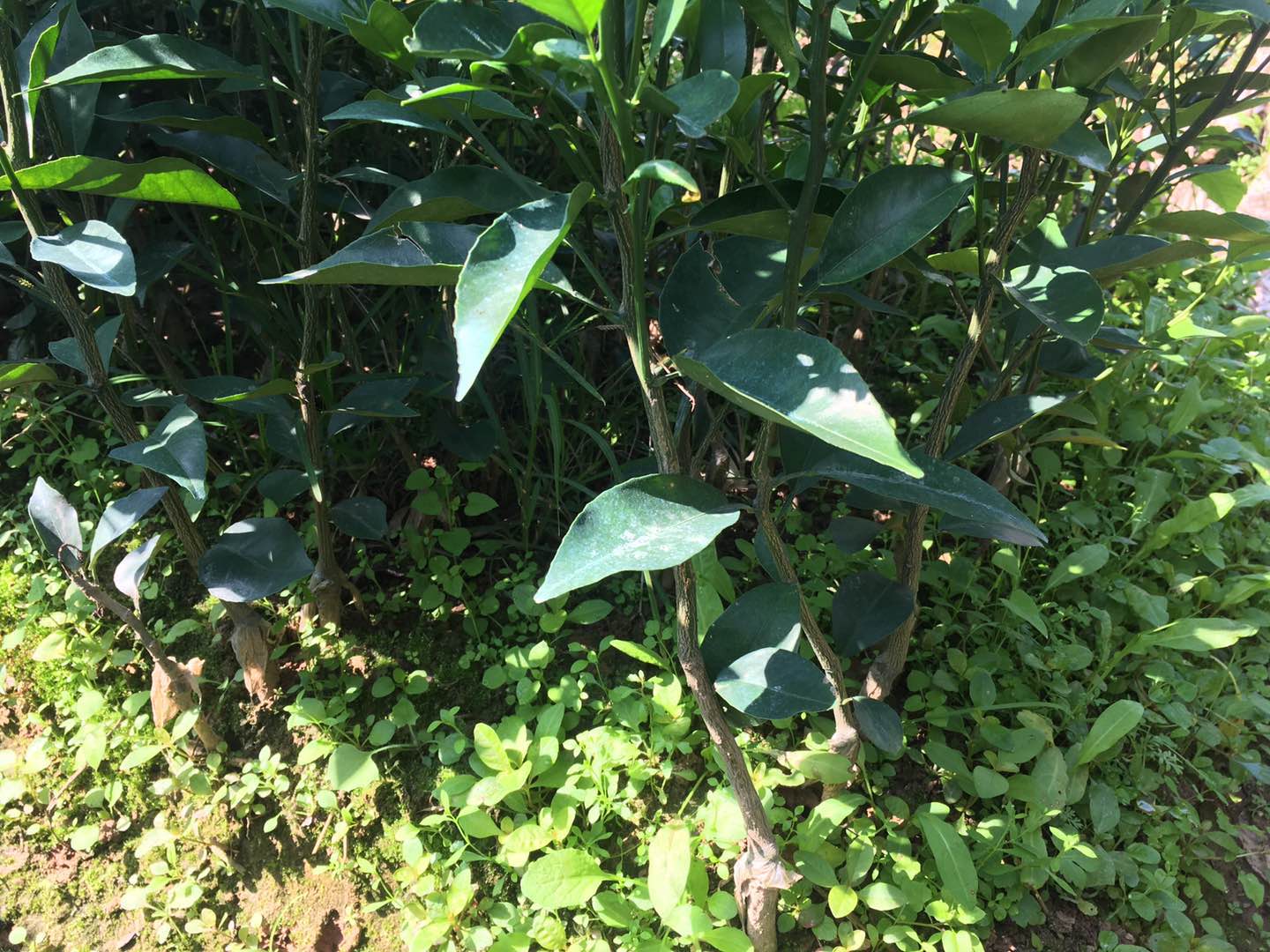 香橙頭沃柑苗圖片/香橙頭沃柑苗樣板圖 (1)