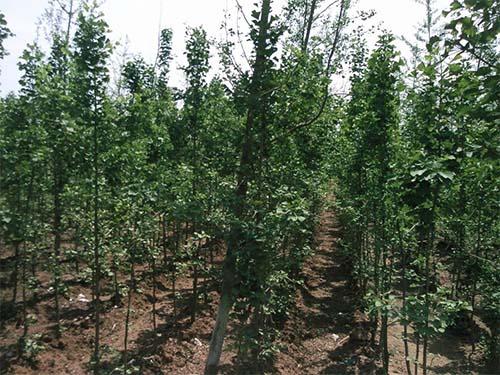 嫁接銀杏樹(shù)圖片