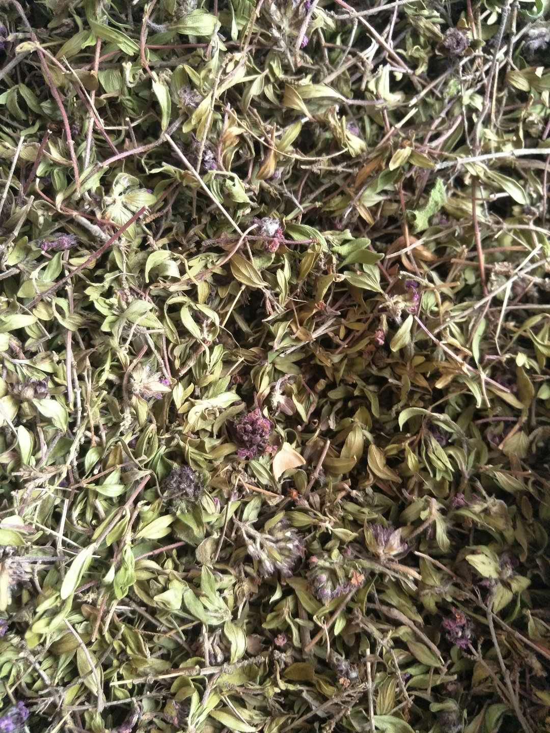 百里香原料供應(yīng)  地椒草產(chǎn)地  *地椒草產(chǎn)地直銷
