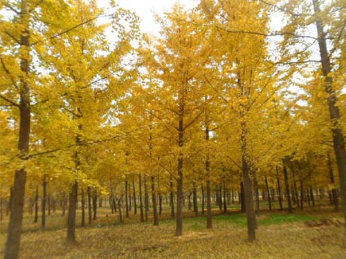 實(shí)生銀杏樹(shù)圖片/實(shí)生銀杏樹(shù)樣板圖 (3)