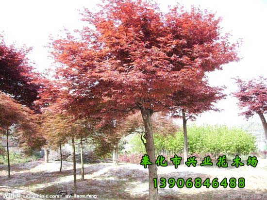紅楓圖片/紅楓樣板圖 (3)