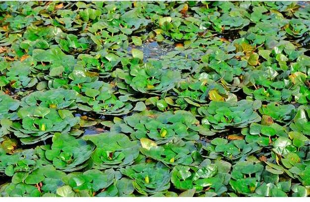 現(xiàn)在可以種植菱角種子嗎圖片