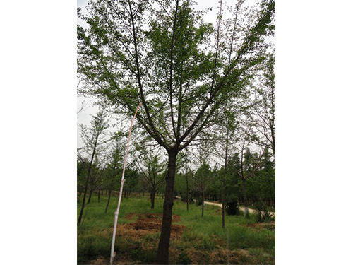 性?xún)r(jià)比高的嫁接銀杏樹(shù)圖片