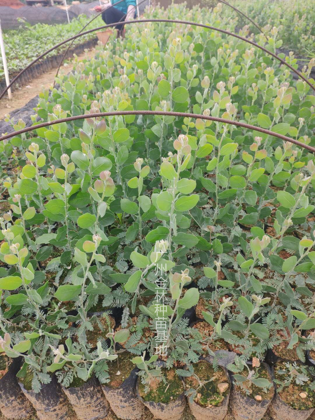供應(yīng)銀葉金合歡種苗 10-100cm 廣東種苗基地直銷 銀葉金合歡小苗